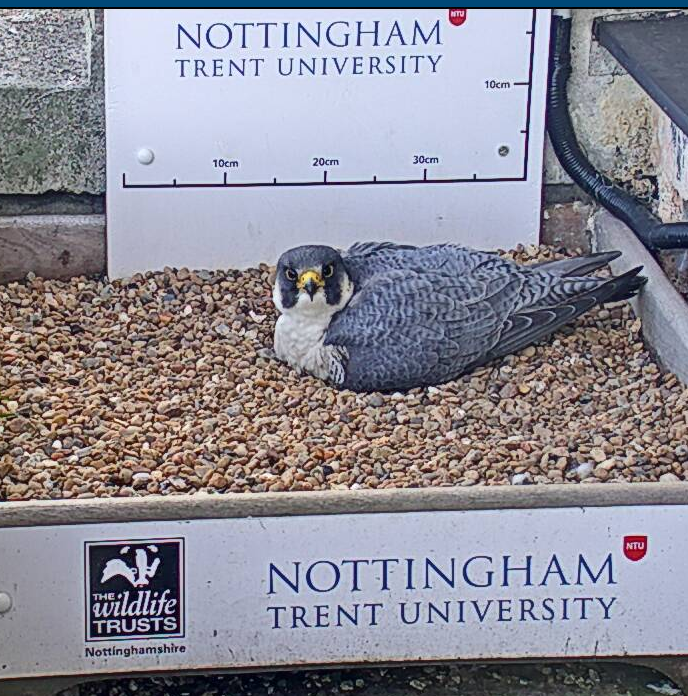 Peregrine falcon nesting on top of Nottingham Trent University Newton building